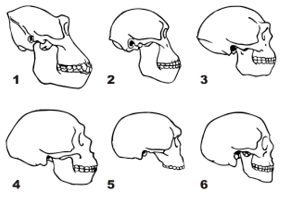 Skulls of: 1. Gorilla 2. Australopithecus 3. Homo erectus 4. Neanderthal (La Chapelle aux Saints) 5. Steinheim Skull (Archaic Homo sapiens) 6. Anatomically modern Homo sapiens